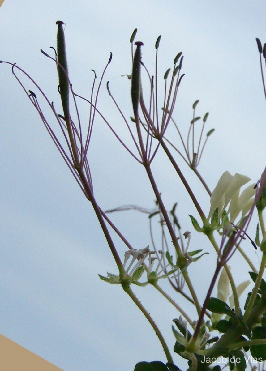 Cleome gynandra L.